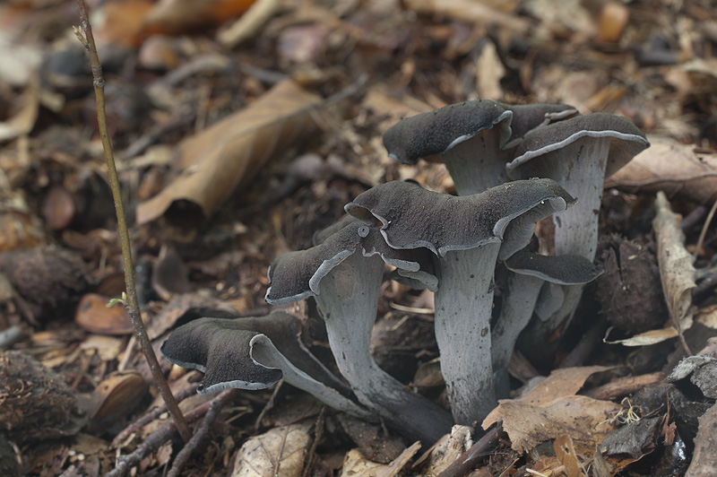 Craterellus cornucopioides